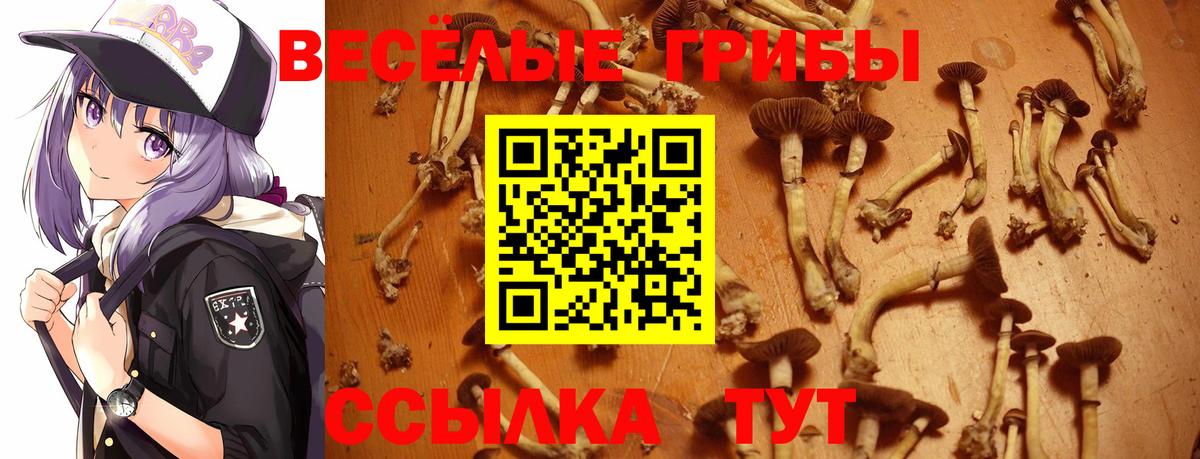 где можно купить   Галлюциногенные грибы Cubensis  Вход с VPN  Псилоцибиновые грибы ЛСД  Малгобек 